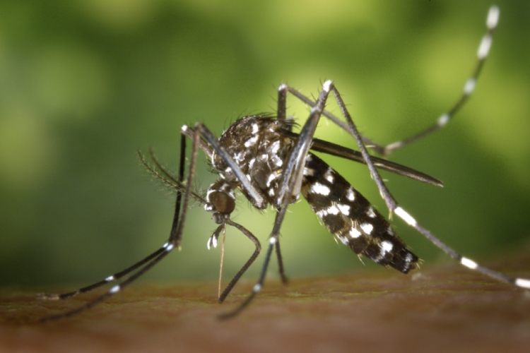 Chikungunya: Compreendendo a Doença e a Importância da Prevenção