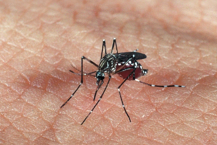 Febre Zika: Uma Ameaça Silenciosa e o que Você Deve Fazer