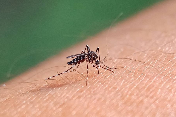 DENGUE MITOS E VERDADE