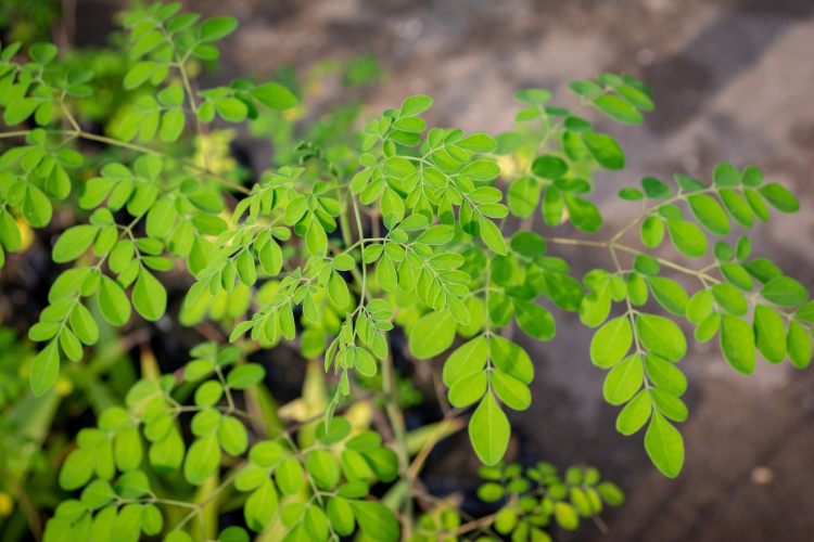 Moringa como fazer chá e para quê serve