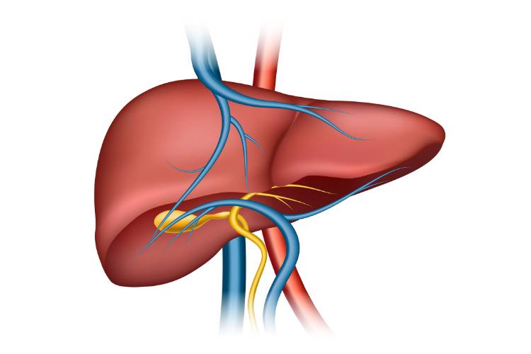 o que é o fígado e para quê serve imagem