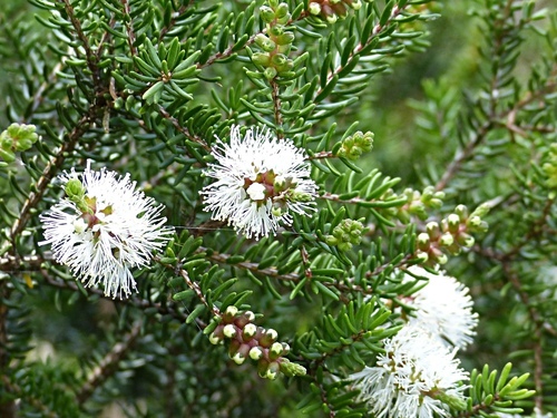 Melaleuca medicinal