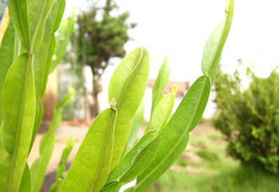 CArqueja benefícios para a Saúde