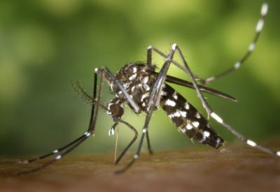 Chikungunya: Compreendendo a Doença e a Importância da Prevenção