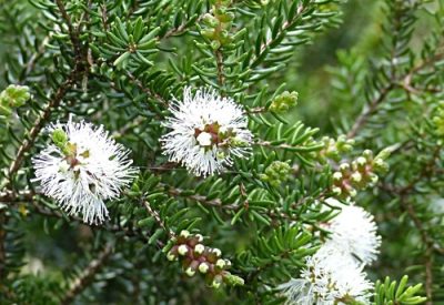 Melaleuca medicinal