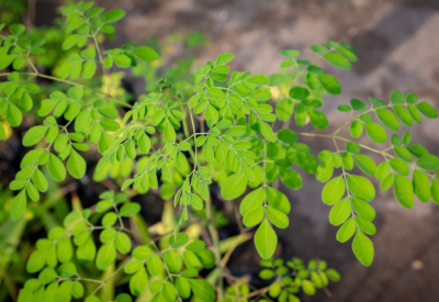 Moringa como fazer chá e para quê serve