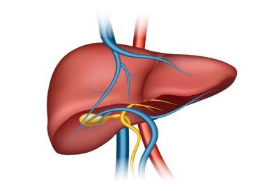 o que é o fígado e para quê serve imagem